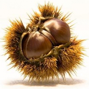 Castagne, noci e nocciole 